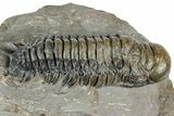 Prone Crotalocephalina Trilobite - Atchana, Morocco #322275-2